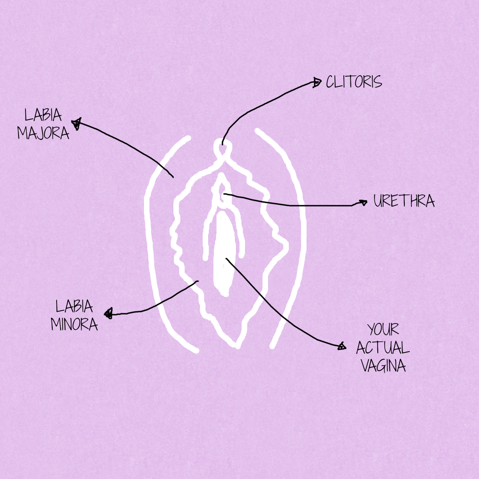 Labia Clit
