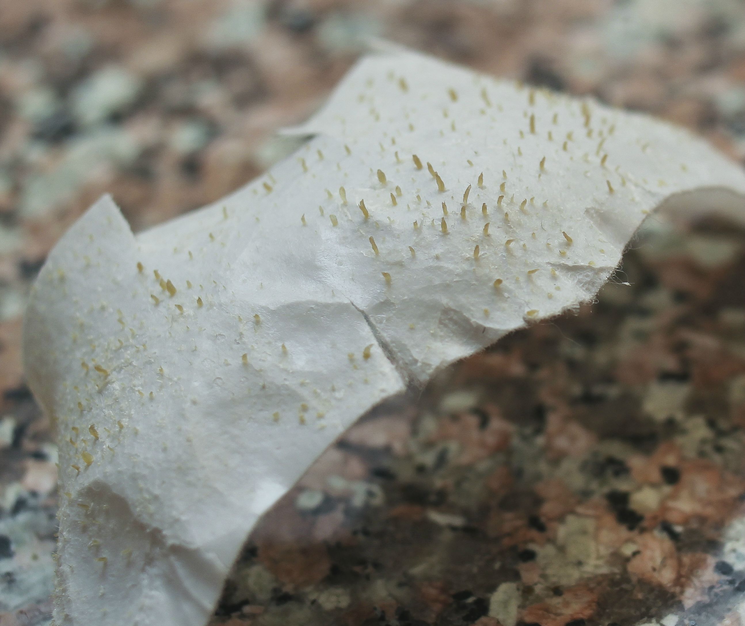 Pictures of Used Pore Strips Nose Puss