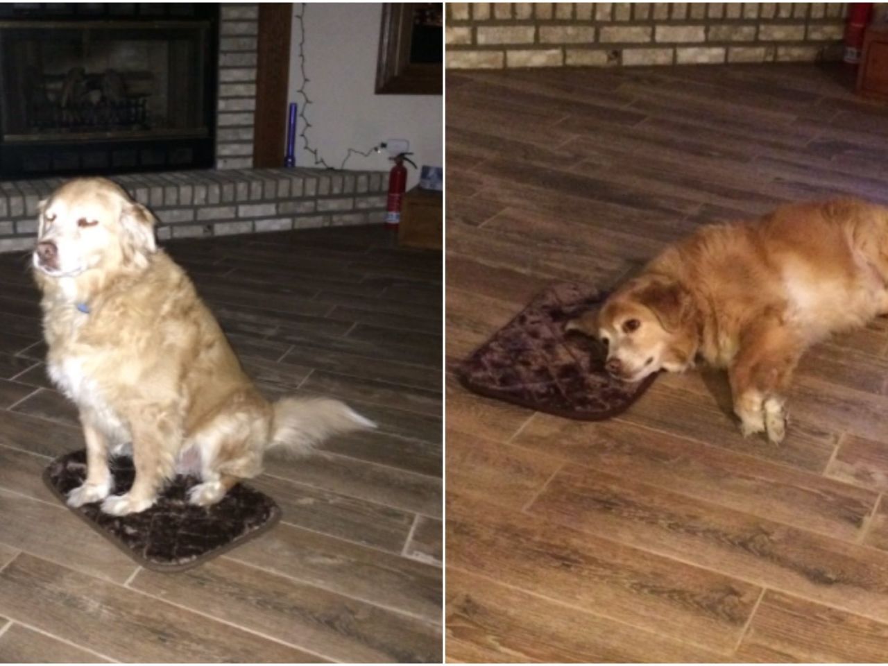 Big Dog Small Bed Meme