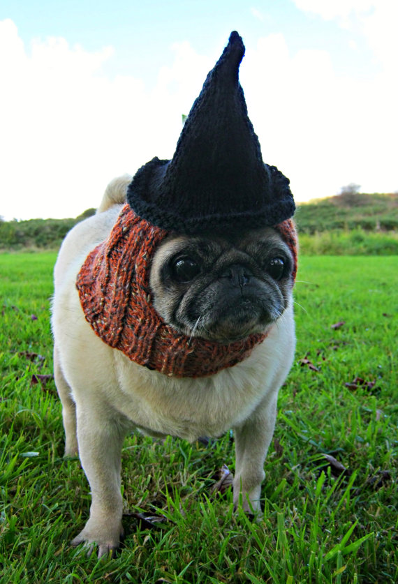 pug pumpkin costume 10 pug costumes best costumes pug pumpkin costume 10 pug costumes best costumes